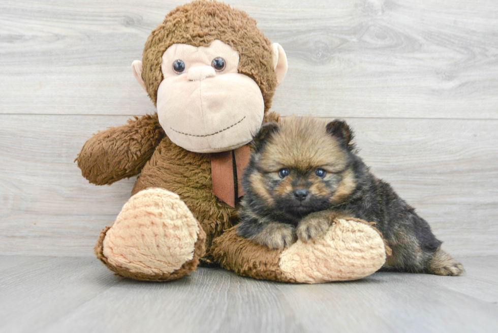 Energetic Pomeranian Purebred Puppy
