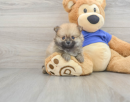 10 week old Pomeranian Puppy For Sale - Premier Pups