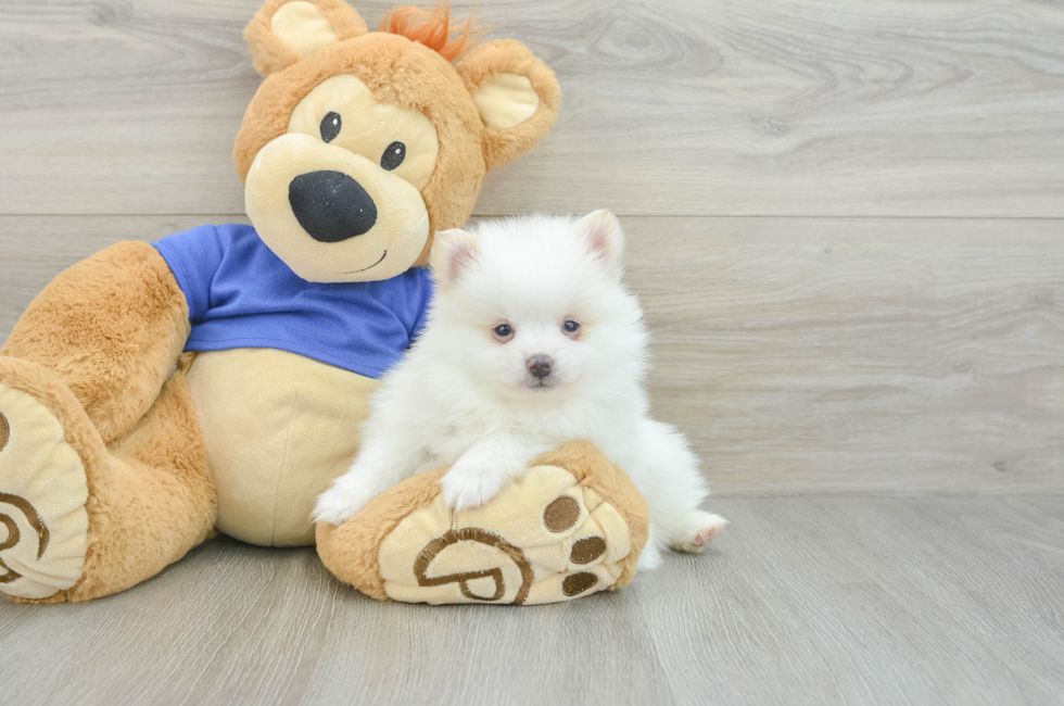 5 week old Pomeranian Puppy For Sale - Premier Pups