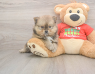 6 week old Pomeranian Puppy For Sale - Premier Pups