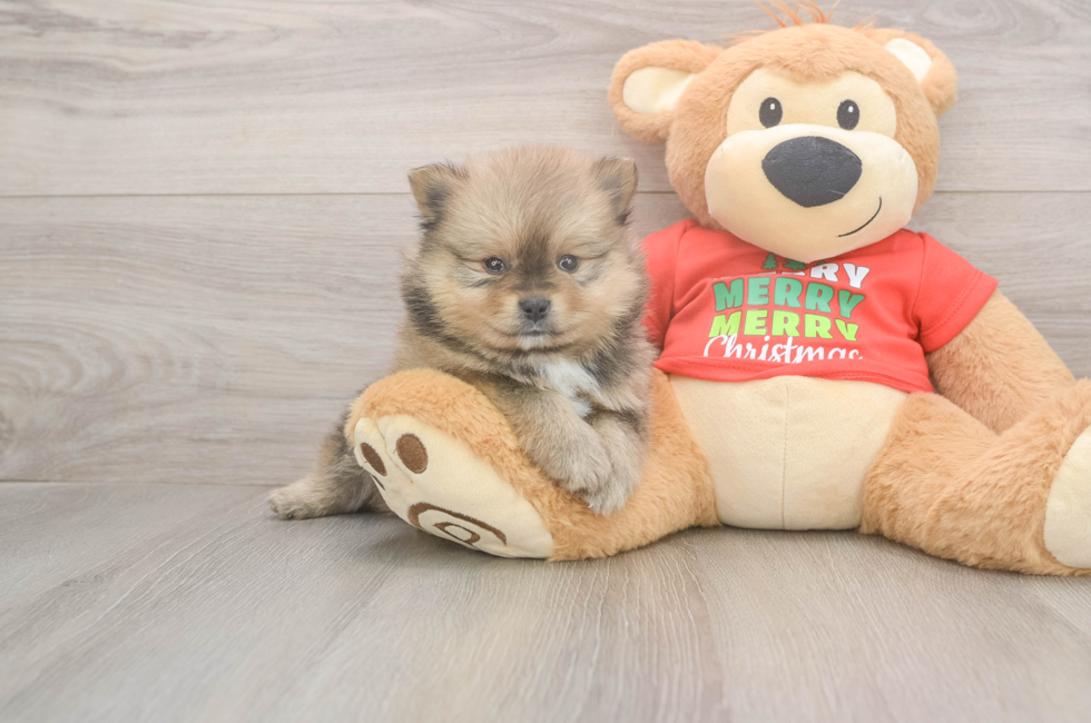 5 week old Pomeranian Puppy For Sale - Premier Pups