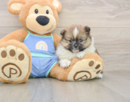 7 week old Pomeranian Puppy For Sale - Premier Pups