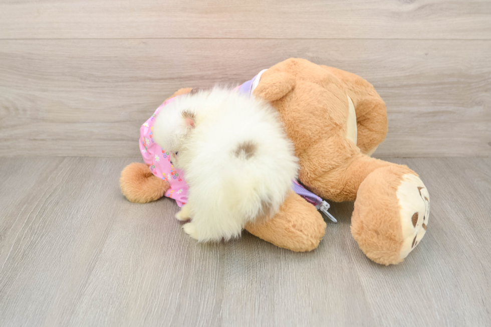 Pomeranian Puppy for Adoption