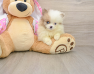 9 week old Pomeranian Puppy For Sale - Premier Pups
