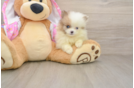 Pomeranian Puppy for Adoption