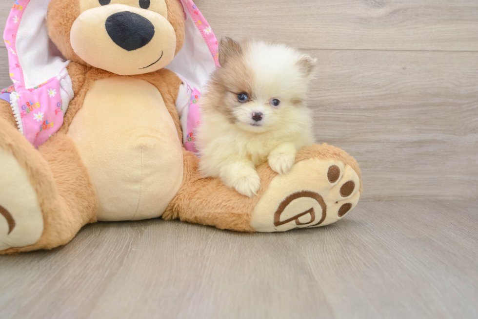 Pomeranian Puppy for Adoption