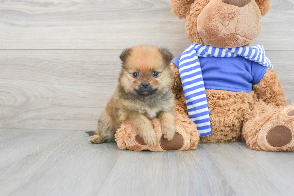 Funny Pomeranian Purebred Pup