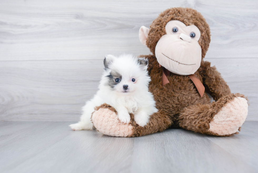 Hypoallergenic Pomeranian Purebred Pup