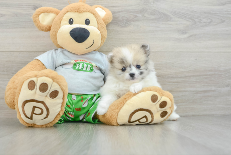 Best Pomeranian Baby