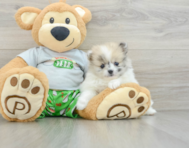 5 week old Pomeranian Puppy For Sale - Premier Pups