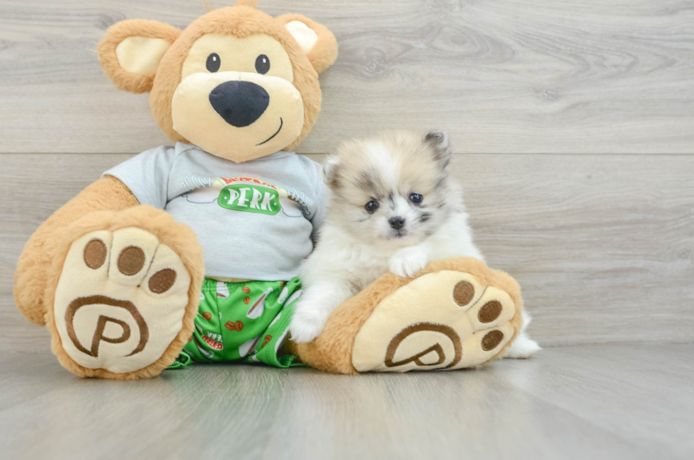 6 week old Pomeranian Puppy For Sale - Premier Pups