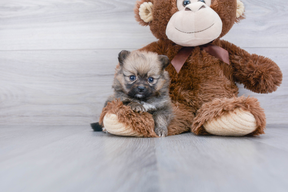 Adorable Pomeranian Purebred Puppy