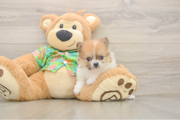 Pomeranian Pup Being Cute