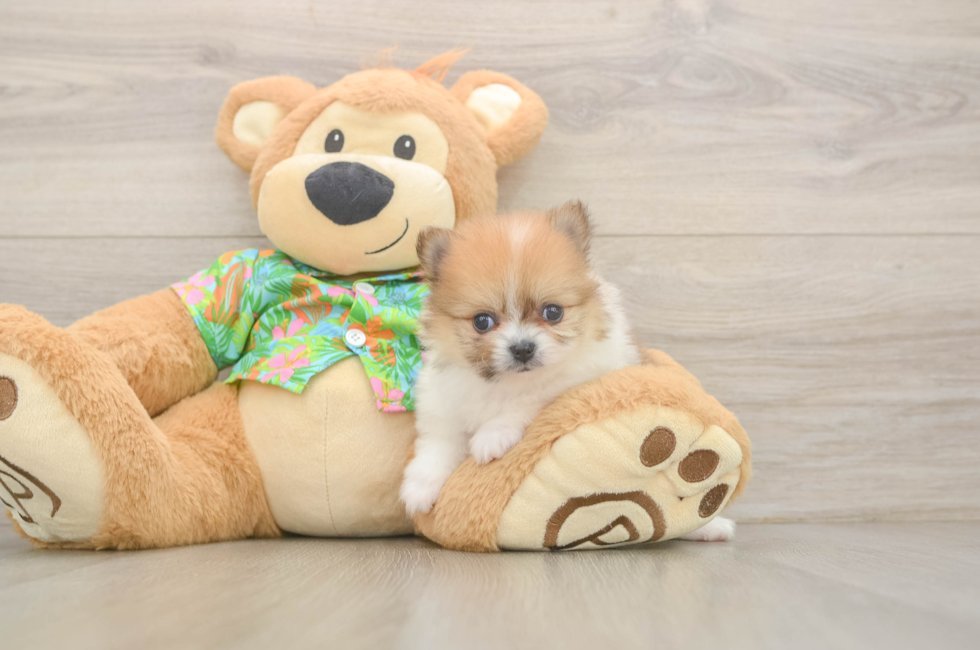 5 week old Pomeranian Puppy For Sale - Premier Pups