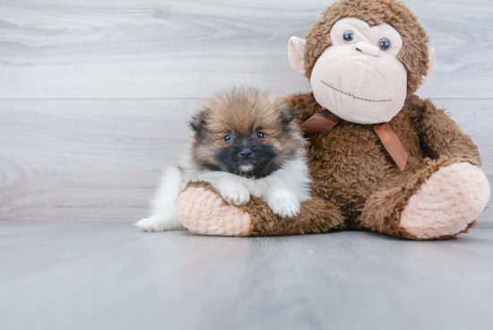 Little Pomeranian Purebred Pup