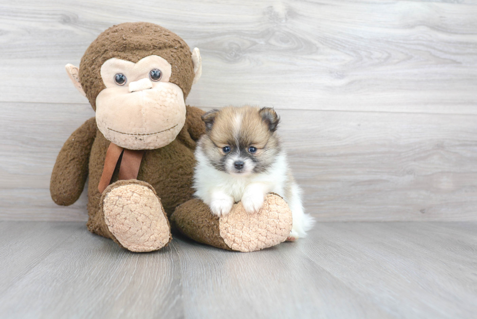 Adorable Pomeranian Purebred Puppy