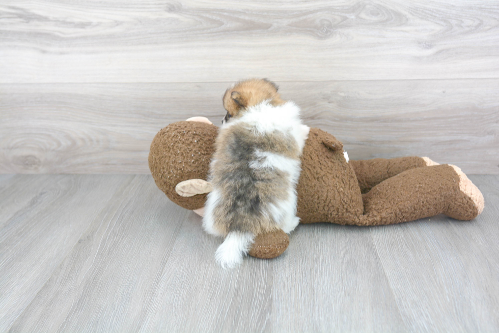 Adorable Pomeranian Purebred Puppy