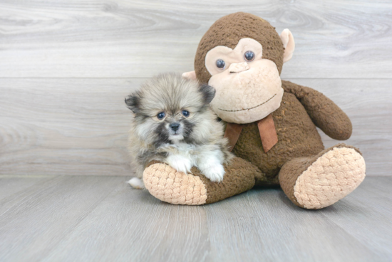 Sweet Pomeranian Purebred Puppy