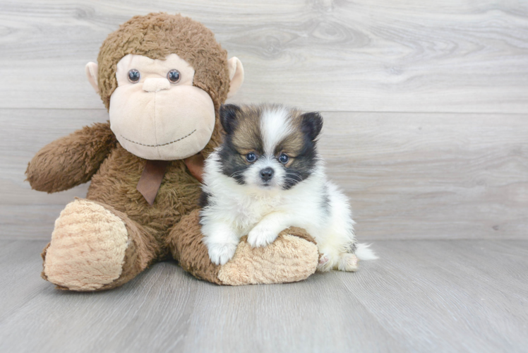 Best Pomeranian Baby