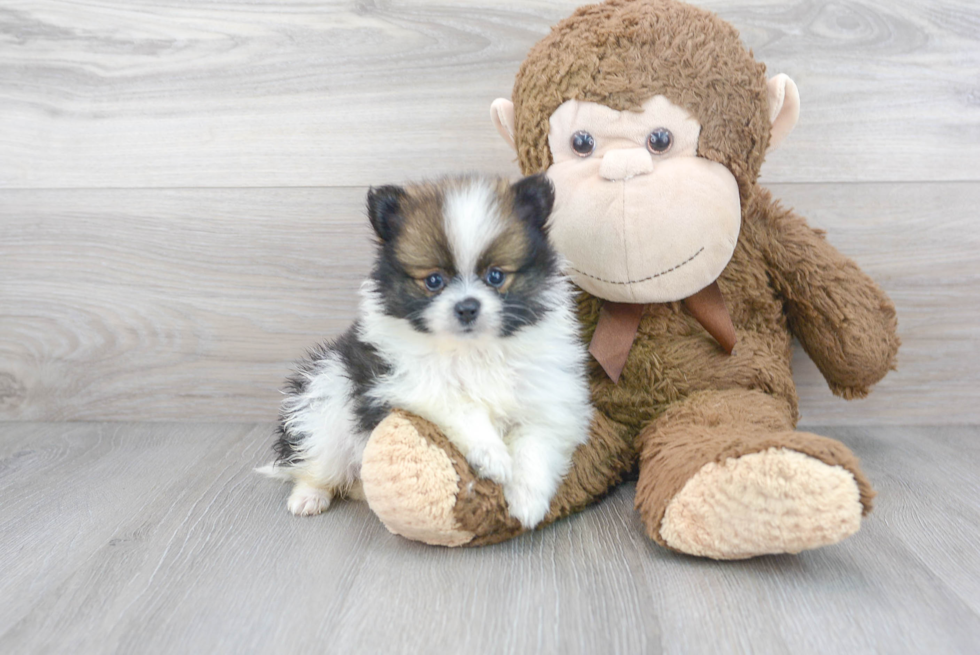 Cute Pomeranian Purebred Puppy