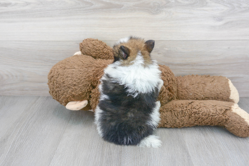 Cute Pomeranian Baby