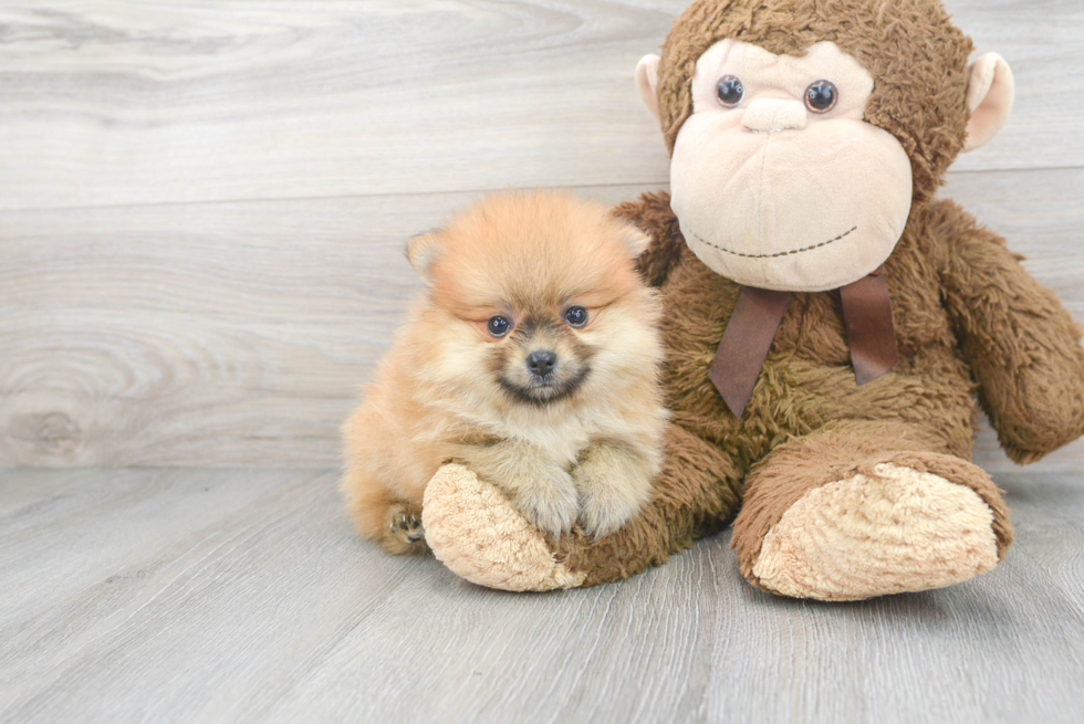 Little Pomeranian Purebred Pup