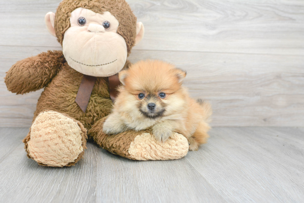 Pomeranian Puppy for Adoption