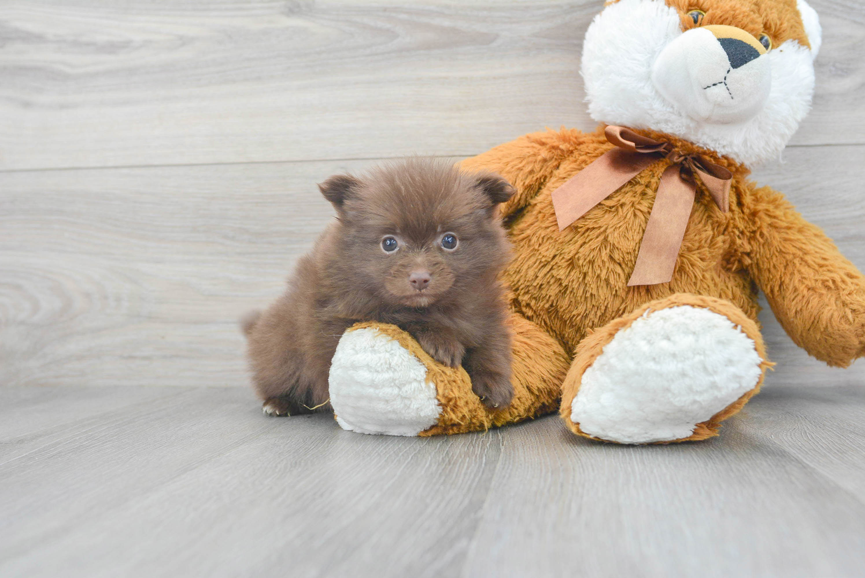 Best Pomeranian Baby