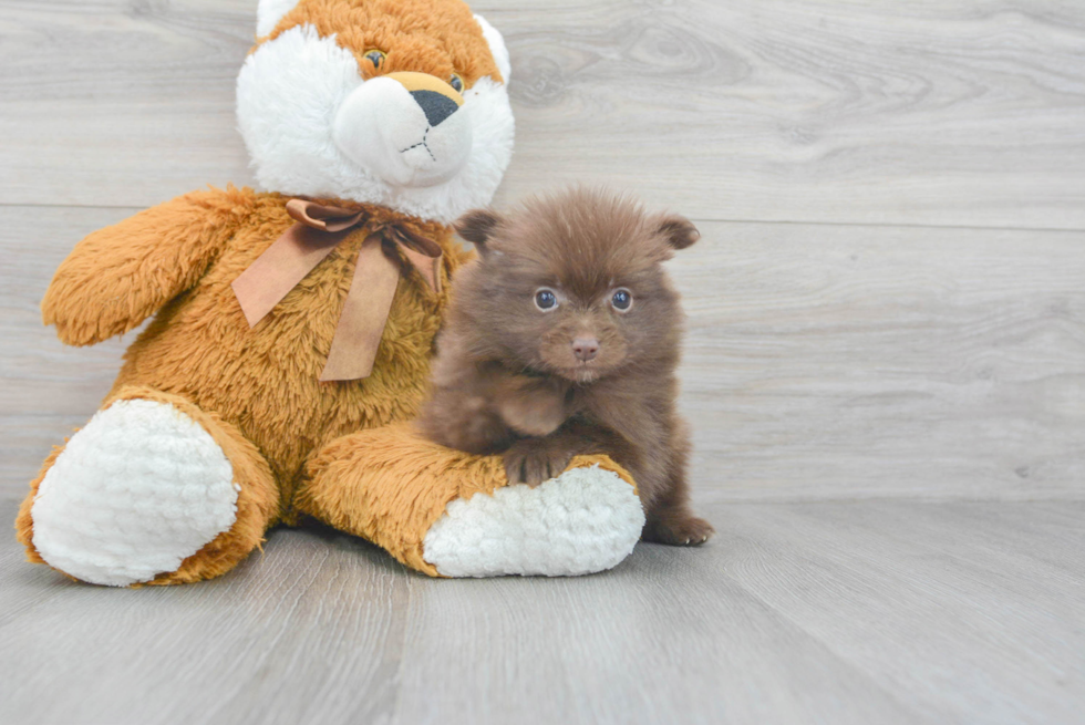 Best Pomeranian Baby