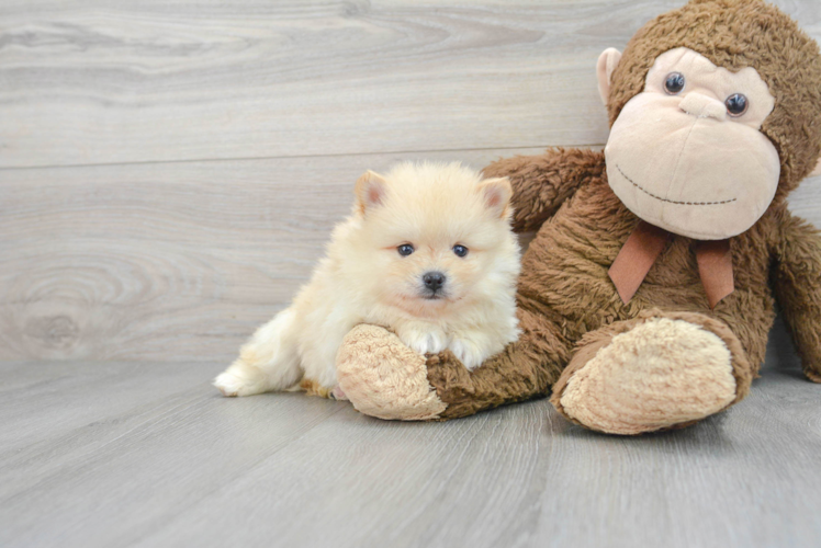 Happy Pomeranian Purebred Puppy