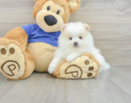 8 week old Pomeranian Puppy For Sale - Premier Pups