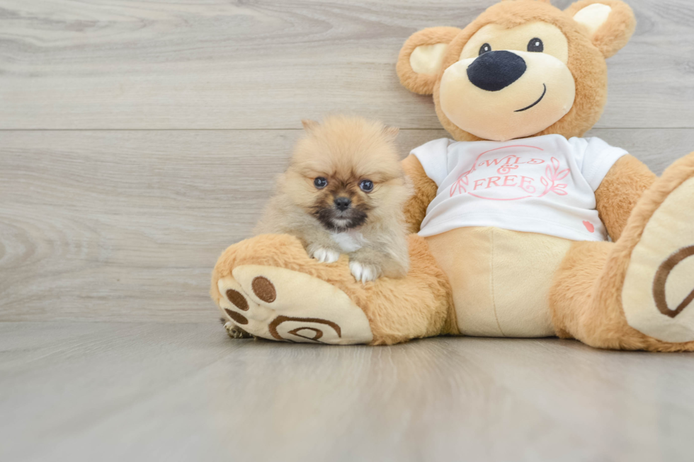 Playful Pomeranian Baby