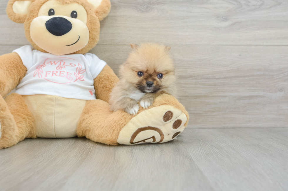 7 week old Pomeranian Puppy For Sale - Premier Pups