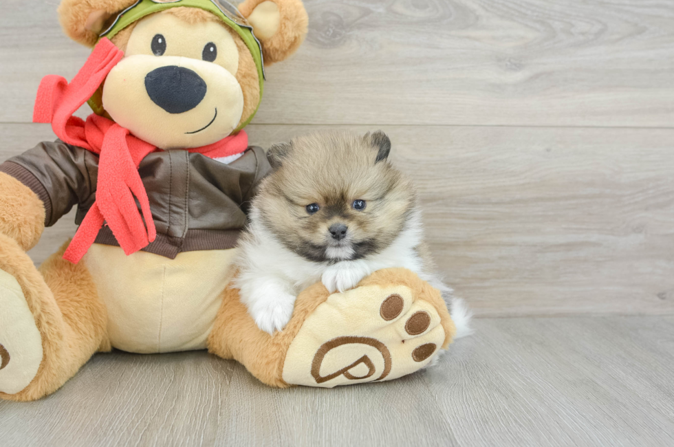 5 week old Pomeranian Puppy For Sale - Premier Pups