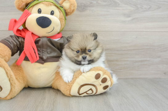 Pomeranian Pup Being Cute