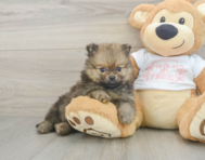 7 week old Pomeranian Puppy For Sale - Premier Pups