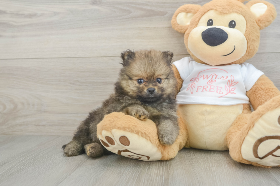 5 week old Pomeranian Puppy For Sale - Premier Pups