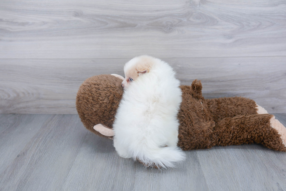 Playful Pomeranian Purebred Pup