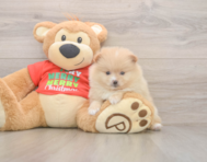 7 week old Pomeranian Puppy For Sale - Premier Pups