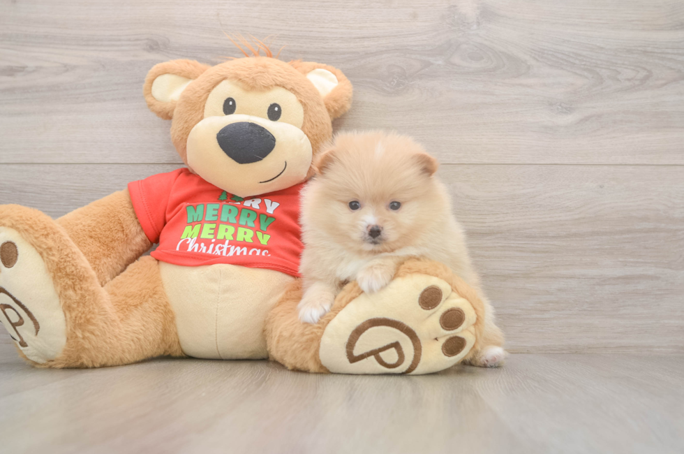 5 week old Pomeranian Puppy For Sale - Premier Pups