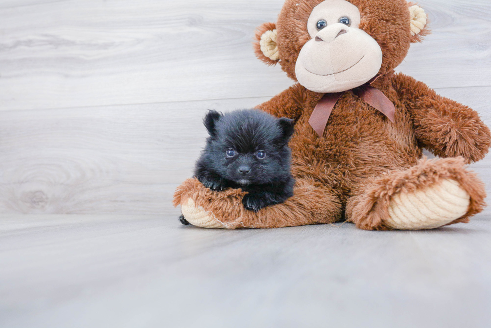 Little Pomeranian Baby