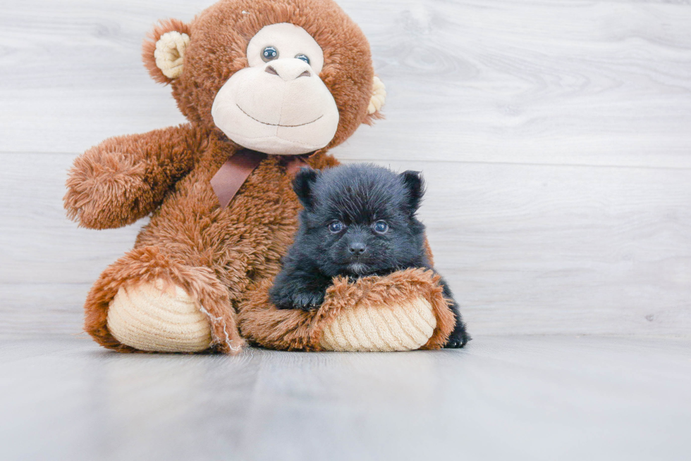 Adorable Pomeranian Purebred Puppy