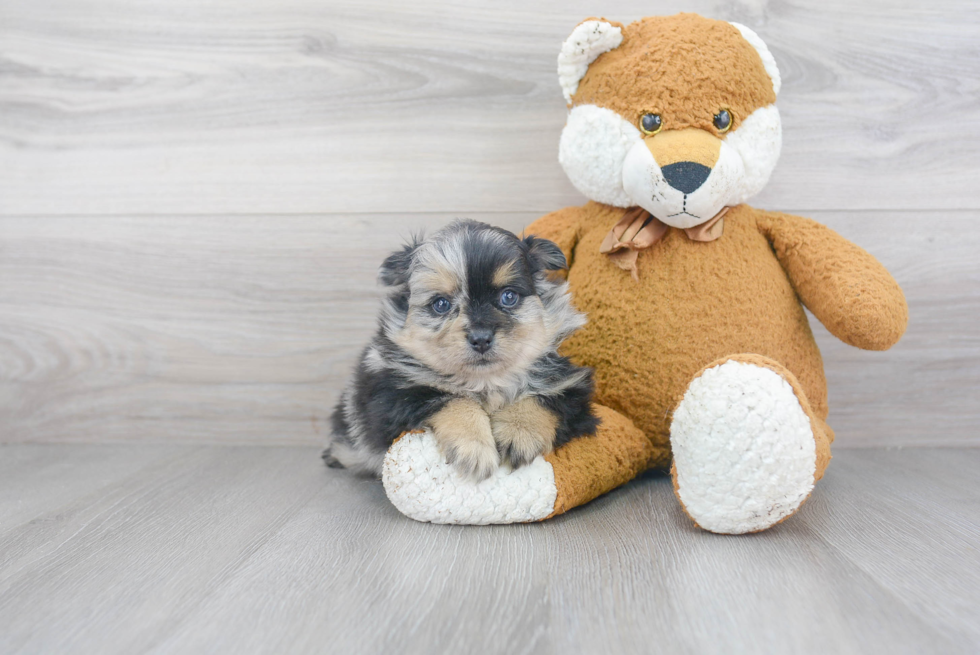 Adorable Pomeranian Purebred Puppy