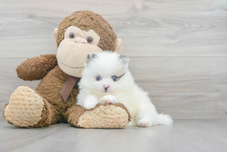 Cute Pomeranian Purebred Puppy