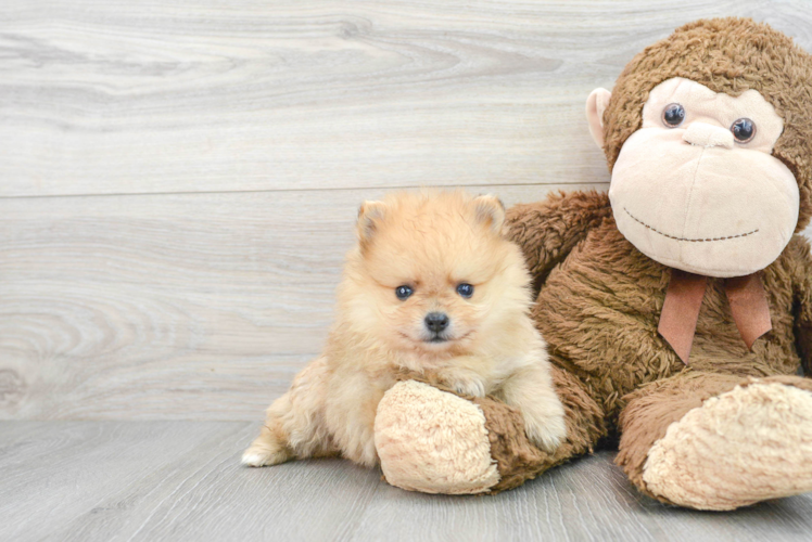 Energetic Pomeranian Purebred Puppy