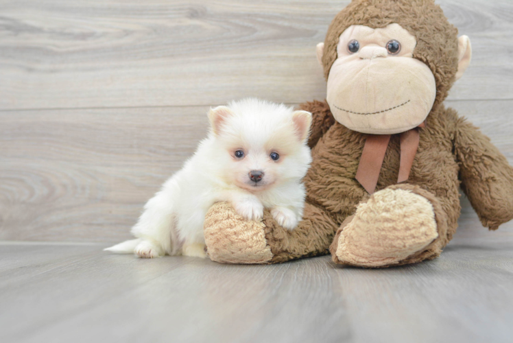 Popular Pomeranian Purebred Pup