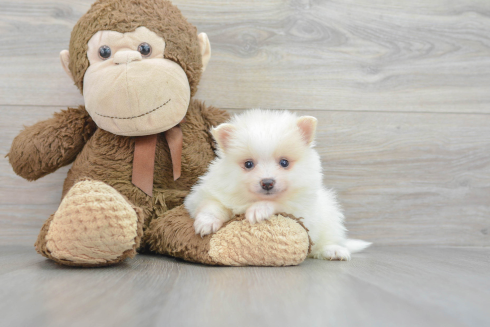 Hypoallergenic Pomeranian Baby