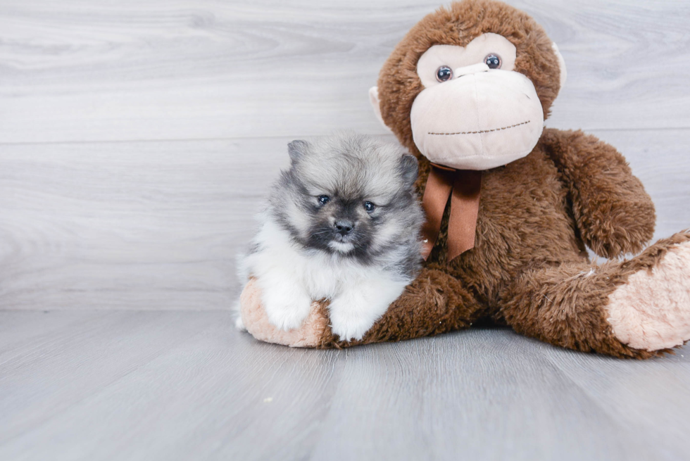 Petite Pomeranian Purebred Puppy