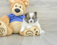 7 week old Pomeranian Puppy For Sale - Premier Pups