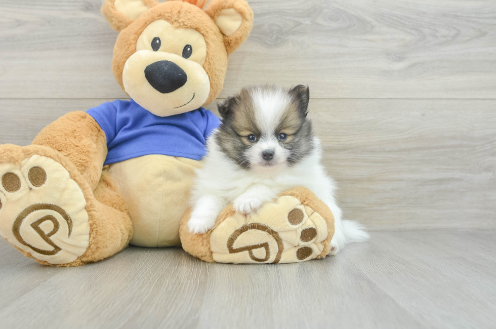 5 week old Pomeranian Puppy For Sale - Premier Pups